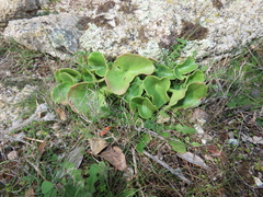 Umbilicus rupestris