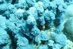 Porites rus
