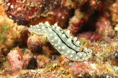 Phyllidia elegans