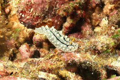 Phyllidia elegans