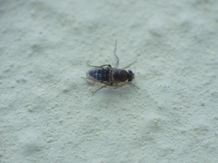 Phoridae