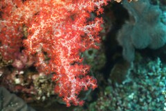 Dendronephthya