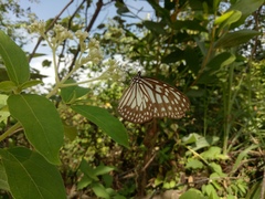 Ideopsis juventa
