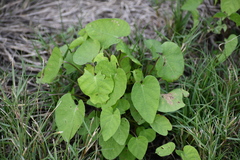 Ipomoea amnicola