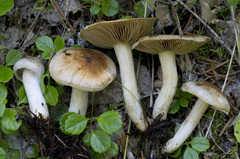 Mallocybe leucoblema