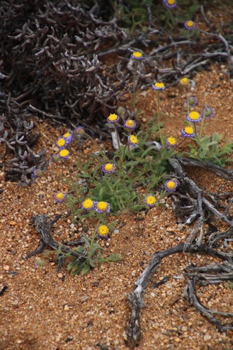 Image of Felicia namaquana by (c) Tony Rebelo, some rights reserved (CC BY-SA)