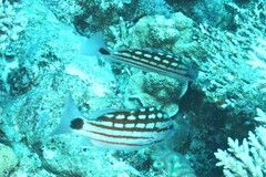 Lutjanus decussatus