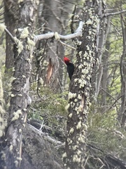 Campephilus magellanicus