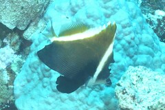 Heniochus varius