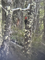 Campephilus magellanicus