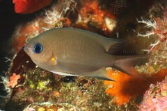 Pycnochromis amboinensis