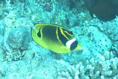 Chaetodon lunula