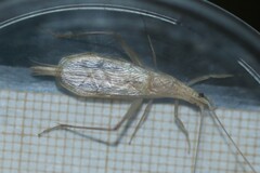 Oecanthus dulcisonans