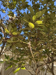 Persea borbonia