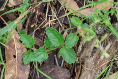 Veronica calycina