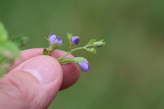 Veronica calycina