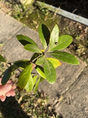 Persea borbonia