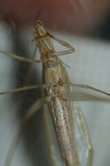 Oecanthus dulcisonans