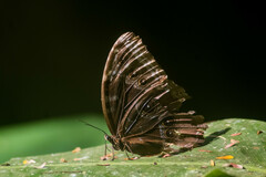 Morpho helenor montezuma
