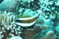 Heniochus chrysostomus
