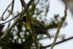 Caryothraustes poliogaster