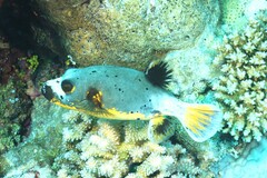 Arothron nigropunctatus