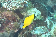 Forcipiger longirostris