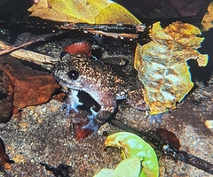 Barbourula busuangensis