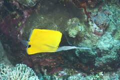 Forcipiger longirostris