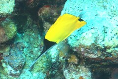 Forcipiger longirostris