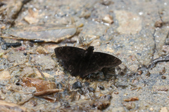 Carcharodini