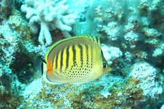 Chaetodon punctatofasciatus