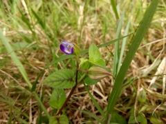 Torenia