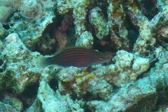 Pseudocheilinus hexataenia