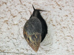 Lissachatina fulica