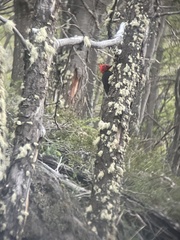 Campephilus magellanicus