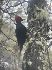 Campephilus magellanicus