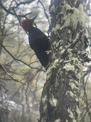 Campephilus magellanicus