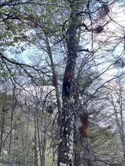 Campephilus magellanicus