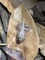 Caprimulgidae