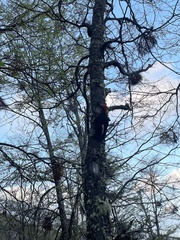 Campephilus magellanicus