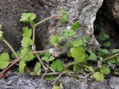 Veronica cymbalaria