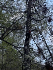 Campephilus magellanicus