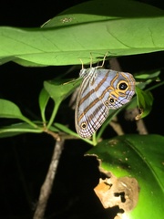 Chloreuptychia herseis