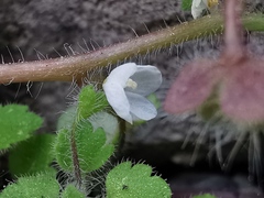 Veronica cymbalaria