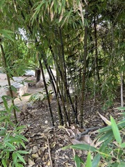 Phyllostachys nigra