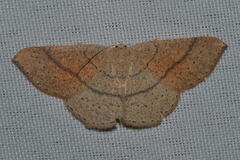 Cyclophora suppunctaria