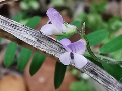 Vicia disperma