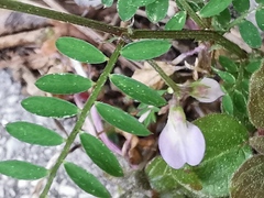 Vicia disperma