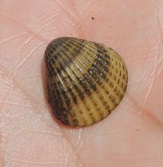 Cerastoderma glaucum